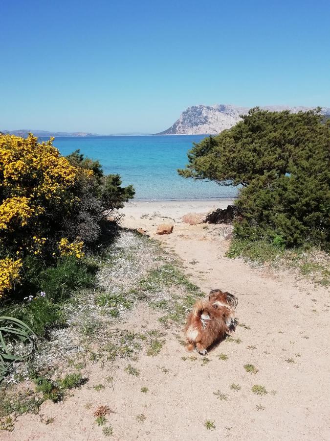 Frina Di Mari B&B San Teodoro  Eksteriør bilde